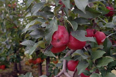 DSC_0782.jpg