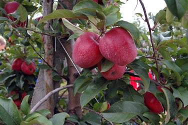 DSC_0783.jpg